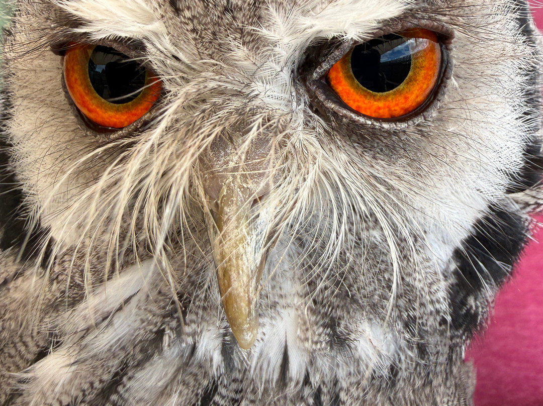 Hawkeye School of Falconry-基尔肯尼必去景点