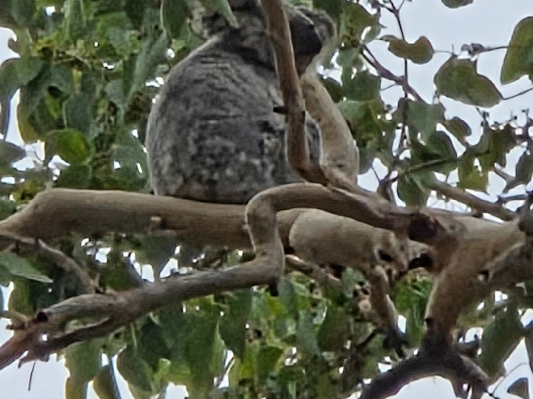 Magnetic Island Tours-Nelly Bay必去景点