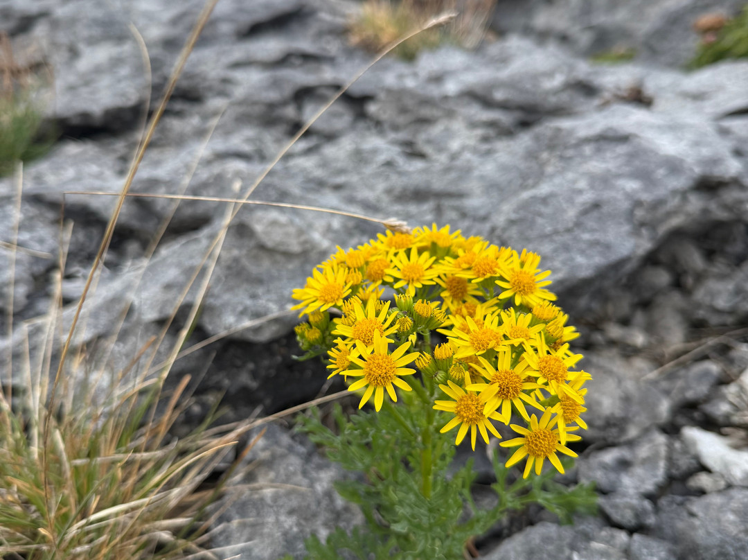 Heart of Burren Walks-Carran必去景点