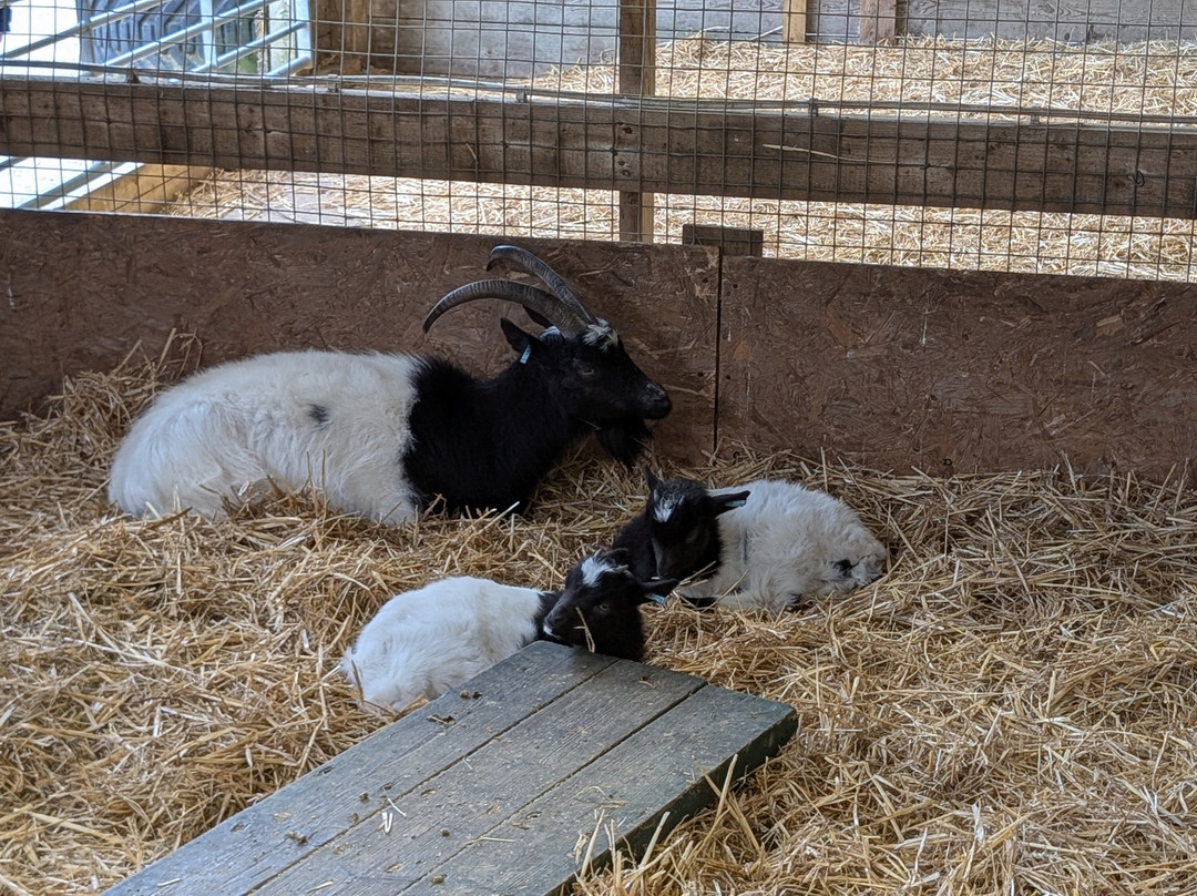 Noah's Ark Zoo Farm-Wraxall必去景点