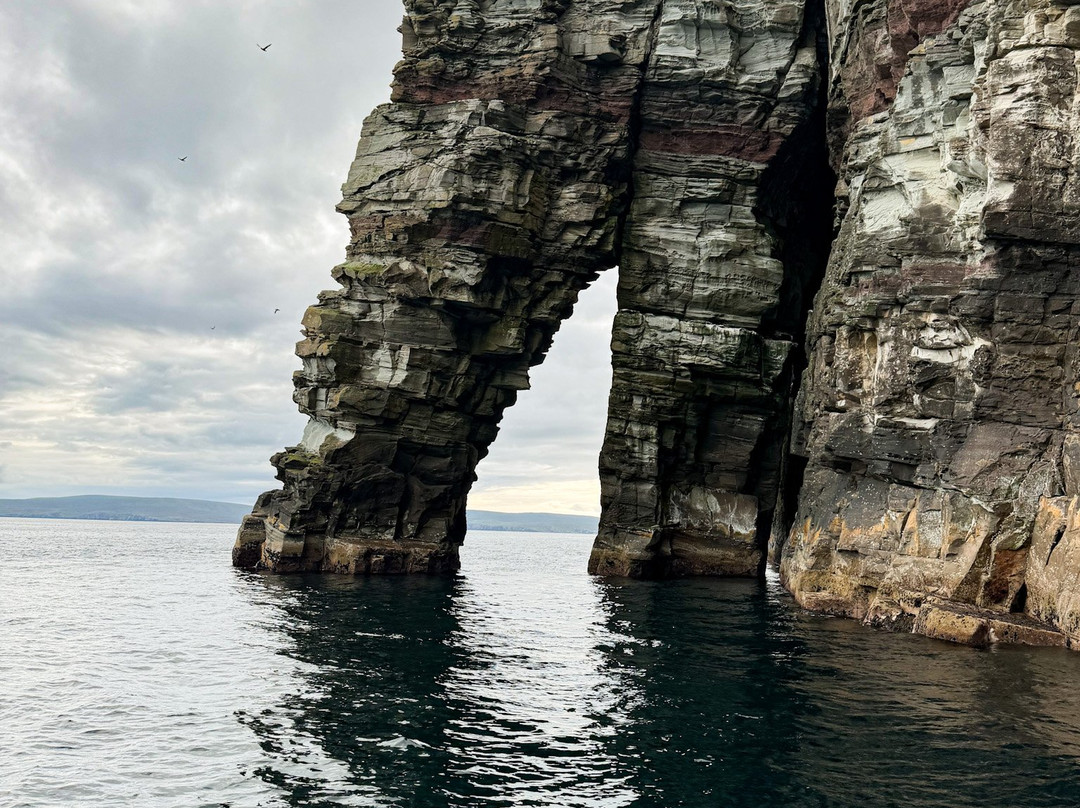 Seabirds and Seals - The Original Noss Boat Tours-Lerwick必去景点