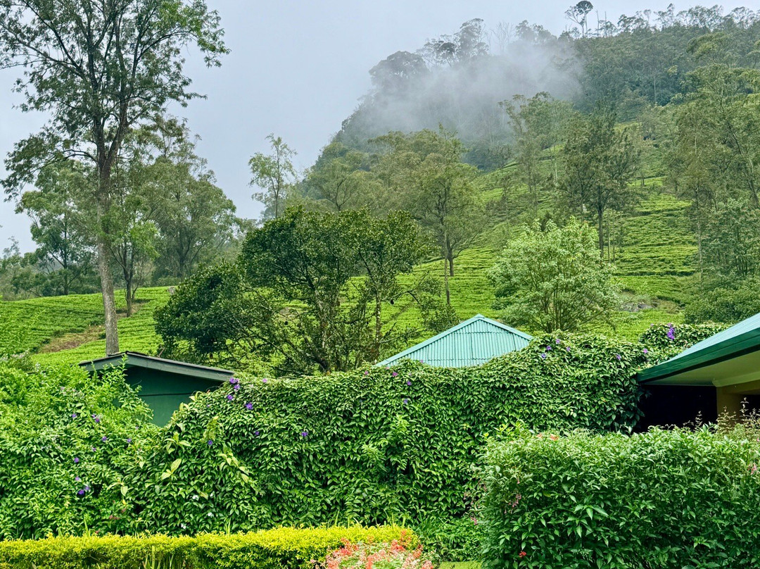 锡兰茶径 - 瑞莱斯和城堡 - 全包式主图