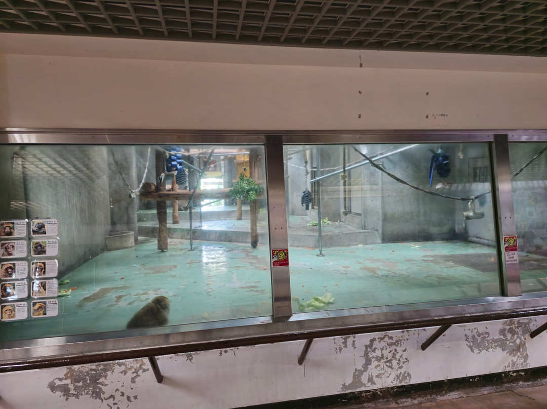 Awajishima Monkey Center-洲本市必去景点