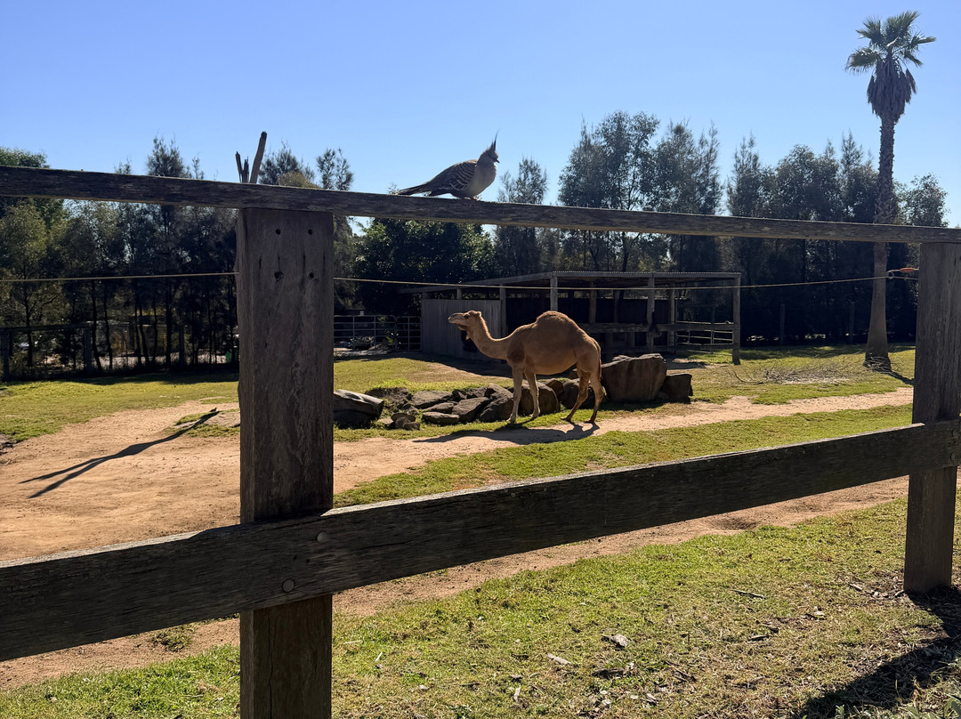 Sydney Zoo-布莱克敦必去景点