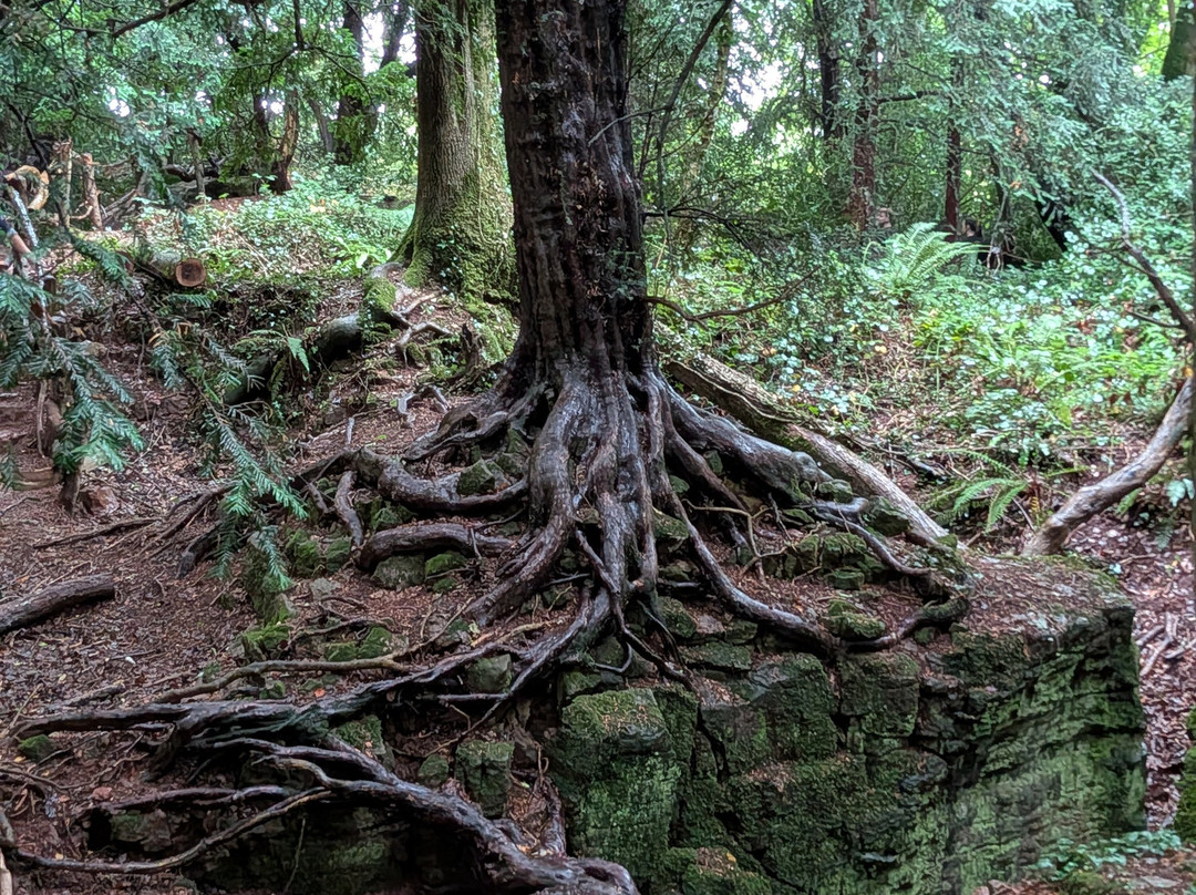 Puzzlewood-Coleford必去景点