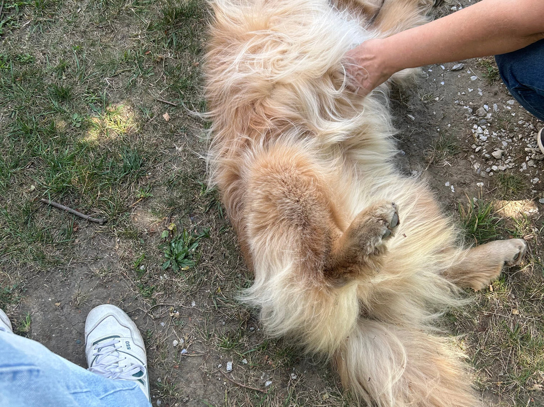 Golden Dog Farm-Jeffersonville必去景点