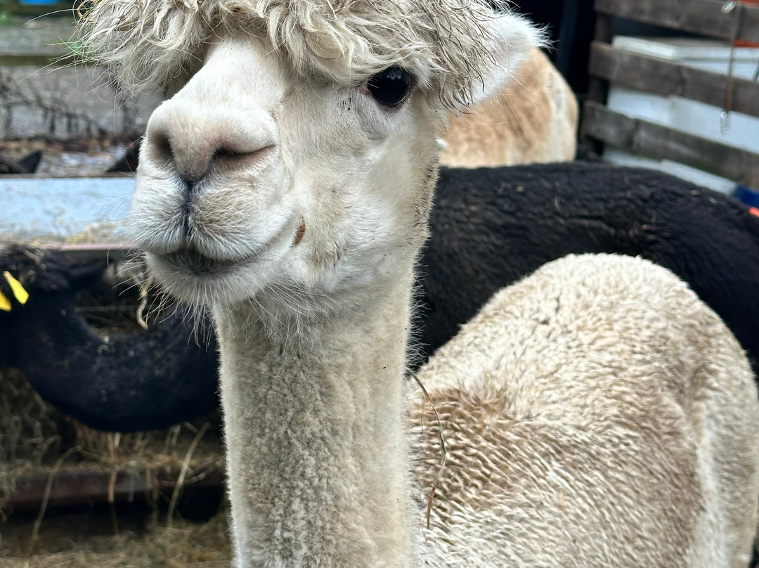 Snowdonia Alpacas-Gellilydan必去景点