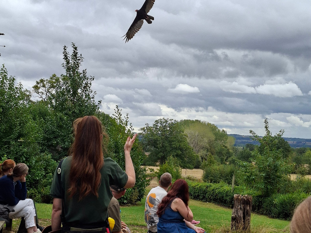 Cotswold Falconry Centre-莫顿因马什必去景点