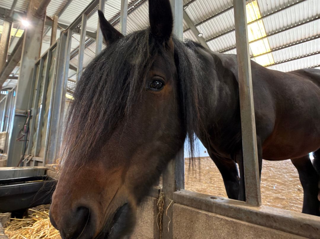 World Horse Welfare Belwade Farm-Aboyne必去景点