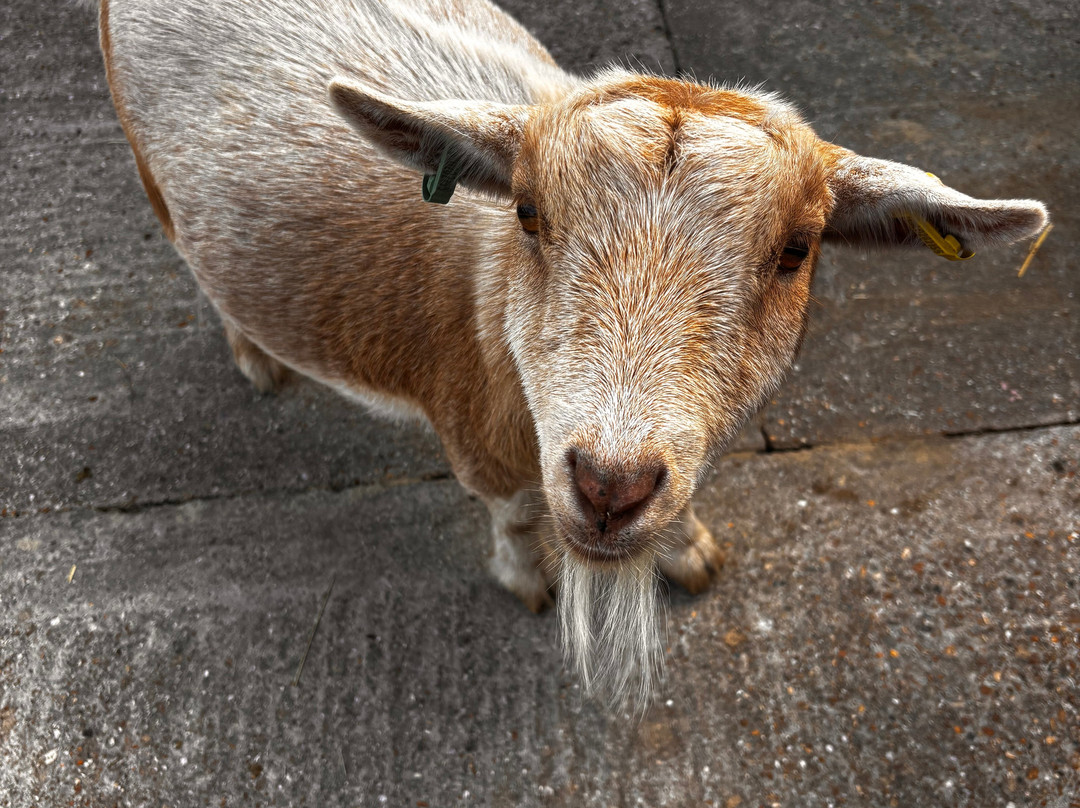 Little Goats At Brockenhurst-Brockenhurst必去景点
