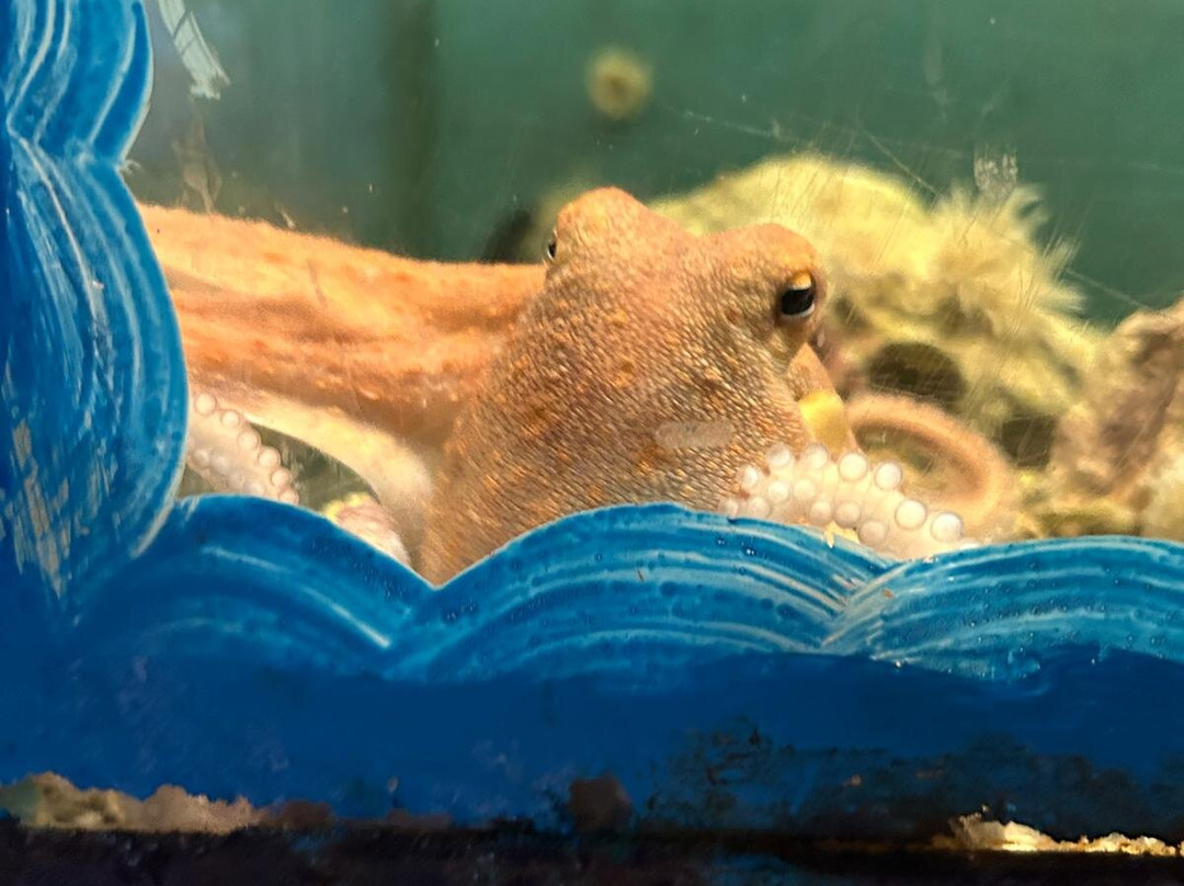 Aquarium Of Faliraki (Aquaworld)-Faliraki必去景点