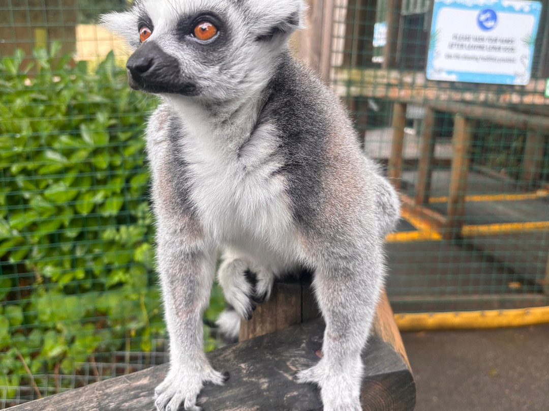 Dudley Zoo and Castle-Dudley必去景点