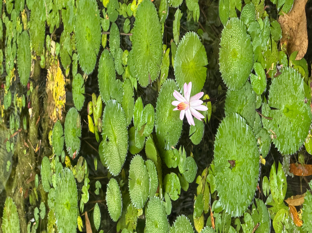 Ratnapura Gem City Tour With SAMPA WAYO-Ratnapura必去景点
