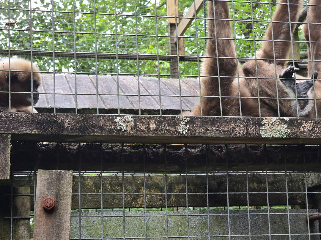 Combe Martin Wildlife And Dinosaur Park-伊尔弗勒科姆必去景点