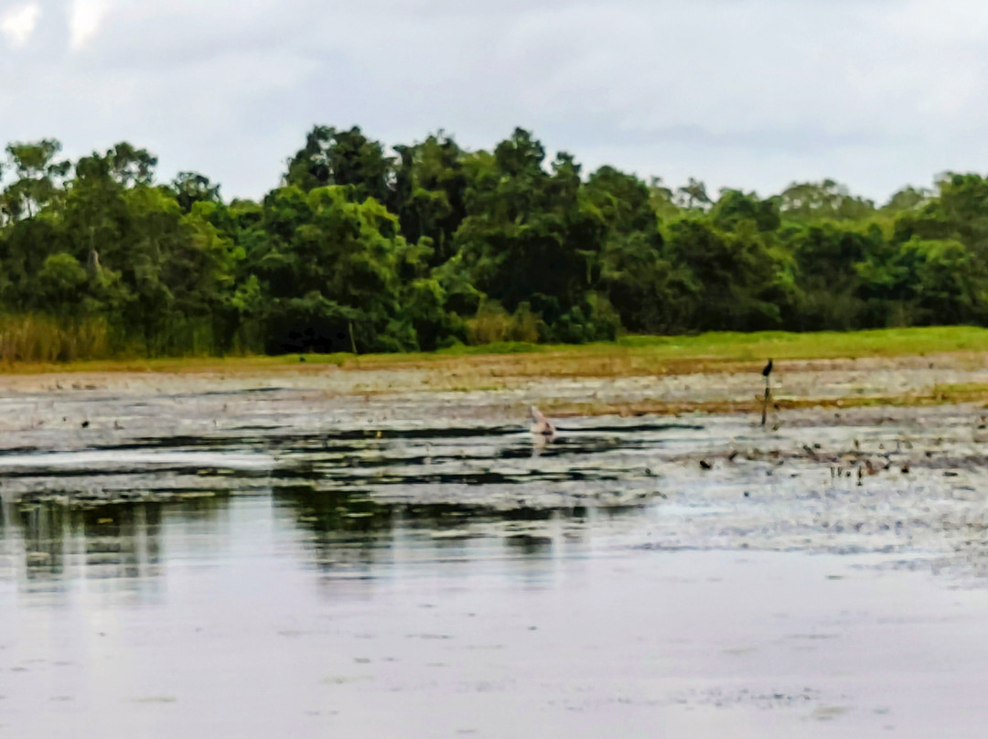 Kalametiya Main Bird Park-Hungama必去景点