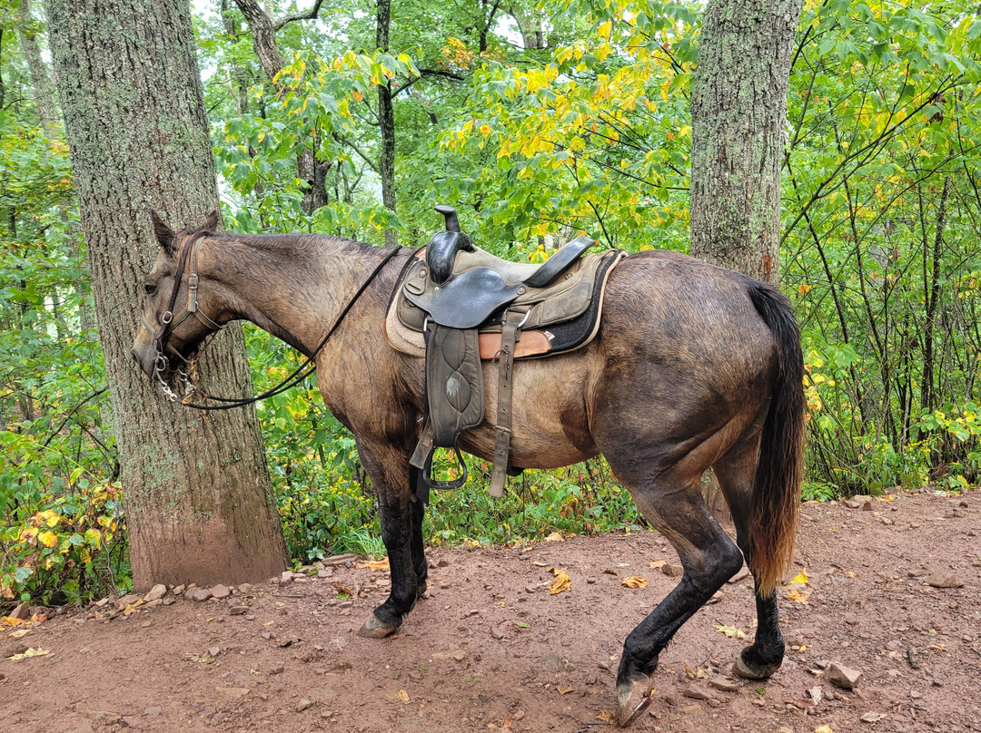 Yokum's Seneca Rocks Stables-Seneca Rocks必去景点