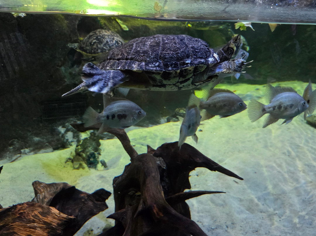 Blue Reef Aquarium-纽奎必去景点