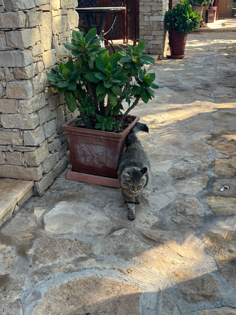 富鲁米尼别墅酒店-旅行者