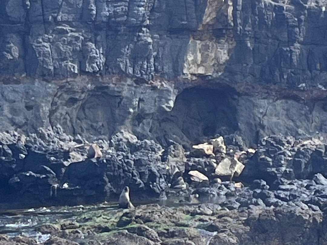 Wildlife Coast Cruises-考斯必去景点