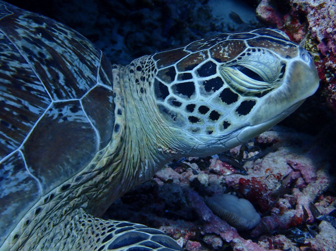 Hanimaadhoo Dive and Watersports-哈霓玛阿都必去景点