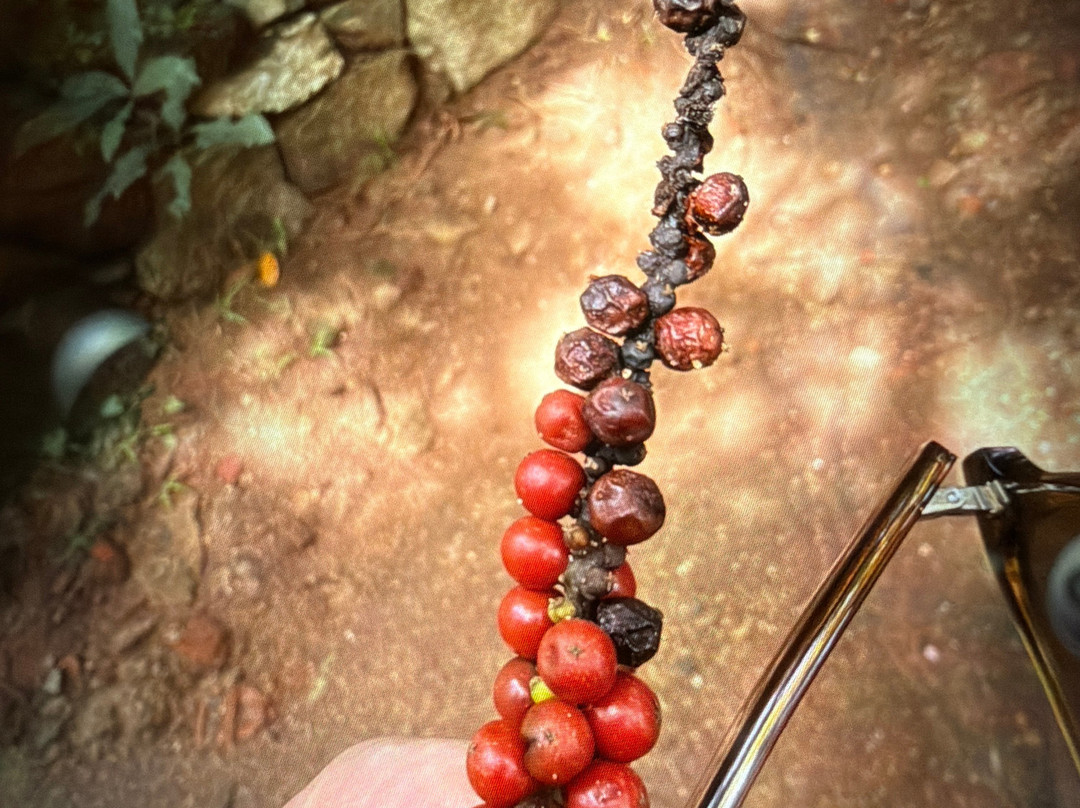 Luck Grove Spice Garden-Matale必去景点