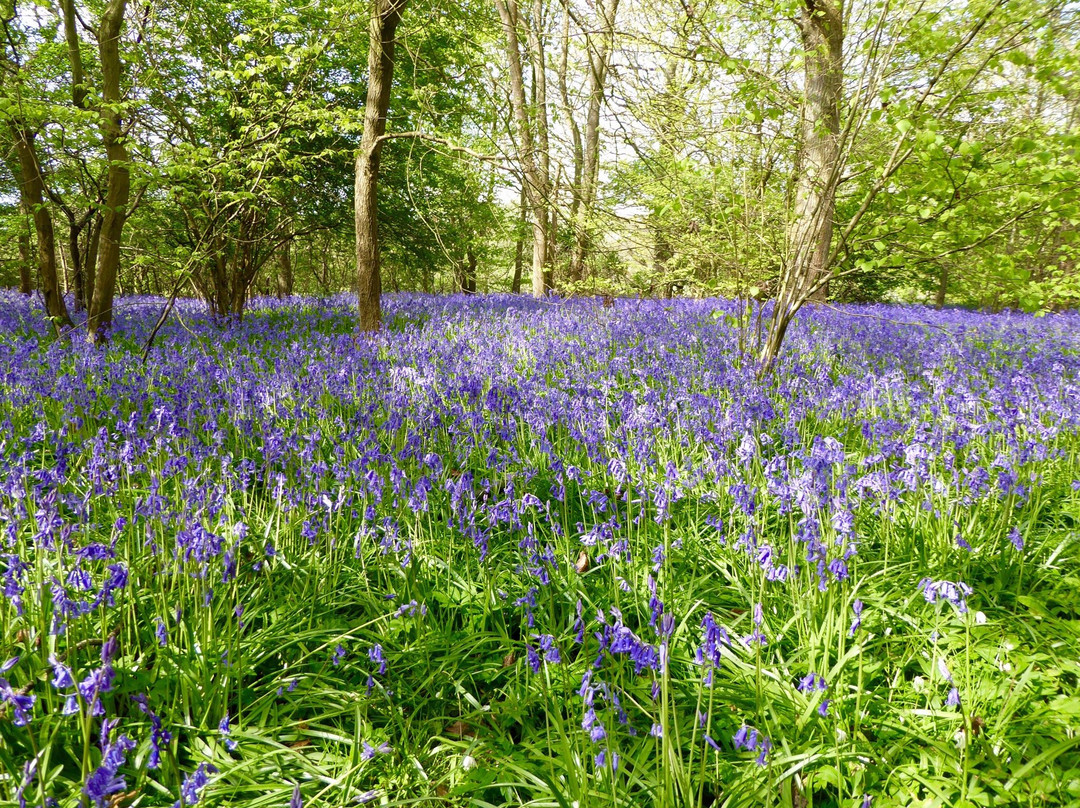 Arlington Bluebell Walk景点图片