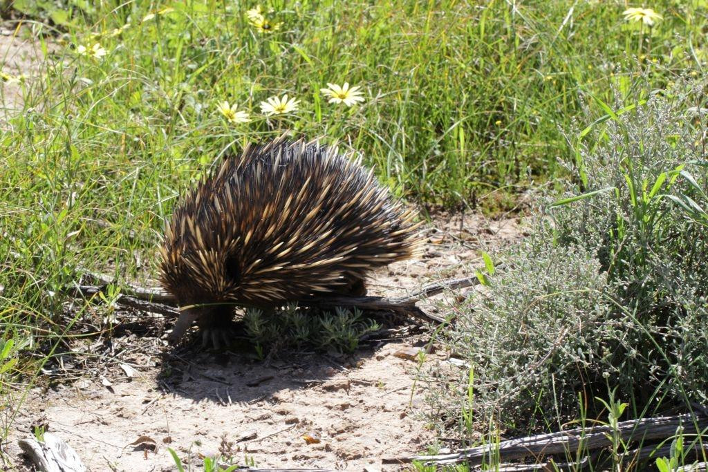 Dowerin旅游攻略图片
