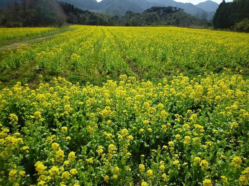 Refresh Park Toyoura-下关市必去景点