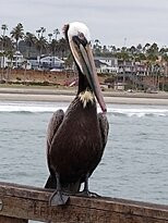 Oceanside Pier-欧申赛德必去景点