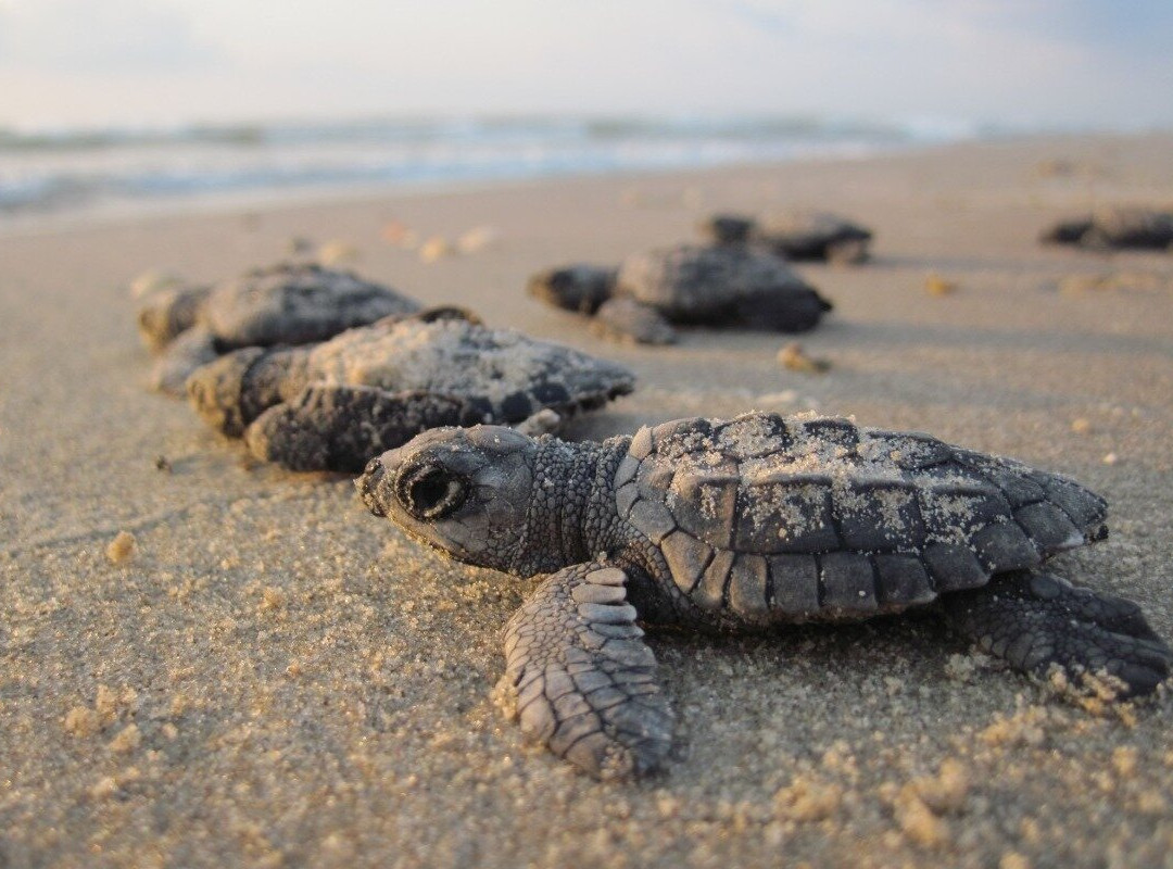 Puerto Escondido tours & excursions-埃斯孔迪多港必去景点