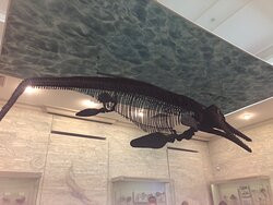 Natural History of Tatarstan Museum-喀山必去景点