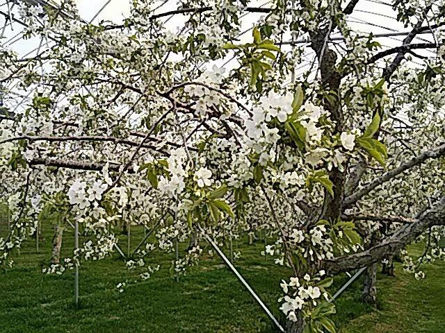Yokoyama Fruit Farm-网走市必去景点