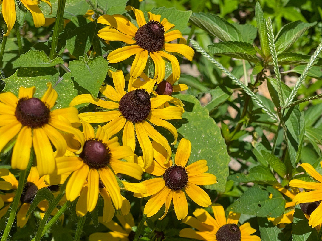 Zinnia Happiness景点图片