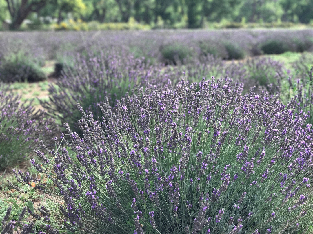 Purple Adobe Lavender Farm景点图片