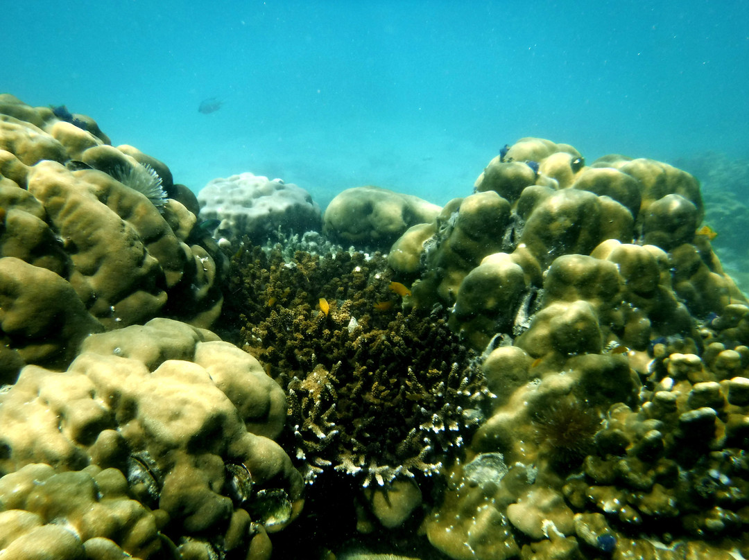 Cocks Comb Island