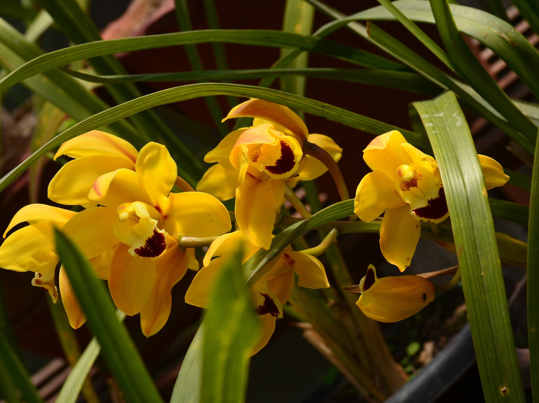 La Bougainvillea Garden Retreat主图