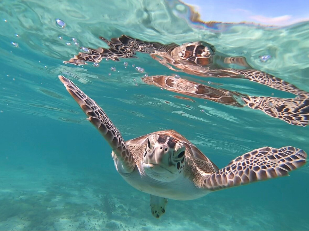 Conch & Coconut-哈勃岛必去景点