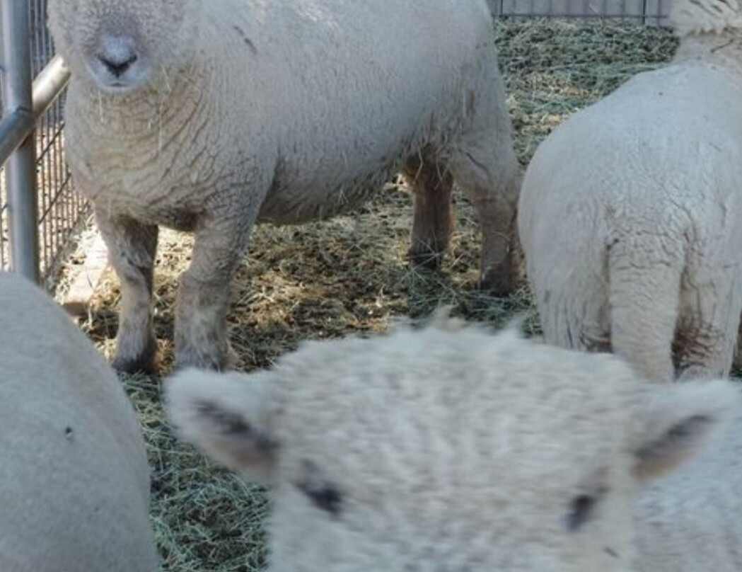 Hawk Ranch Farm And Animal Tours景点图片