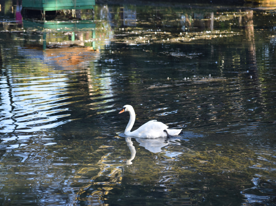 Park With Swans-New Athos必去景点