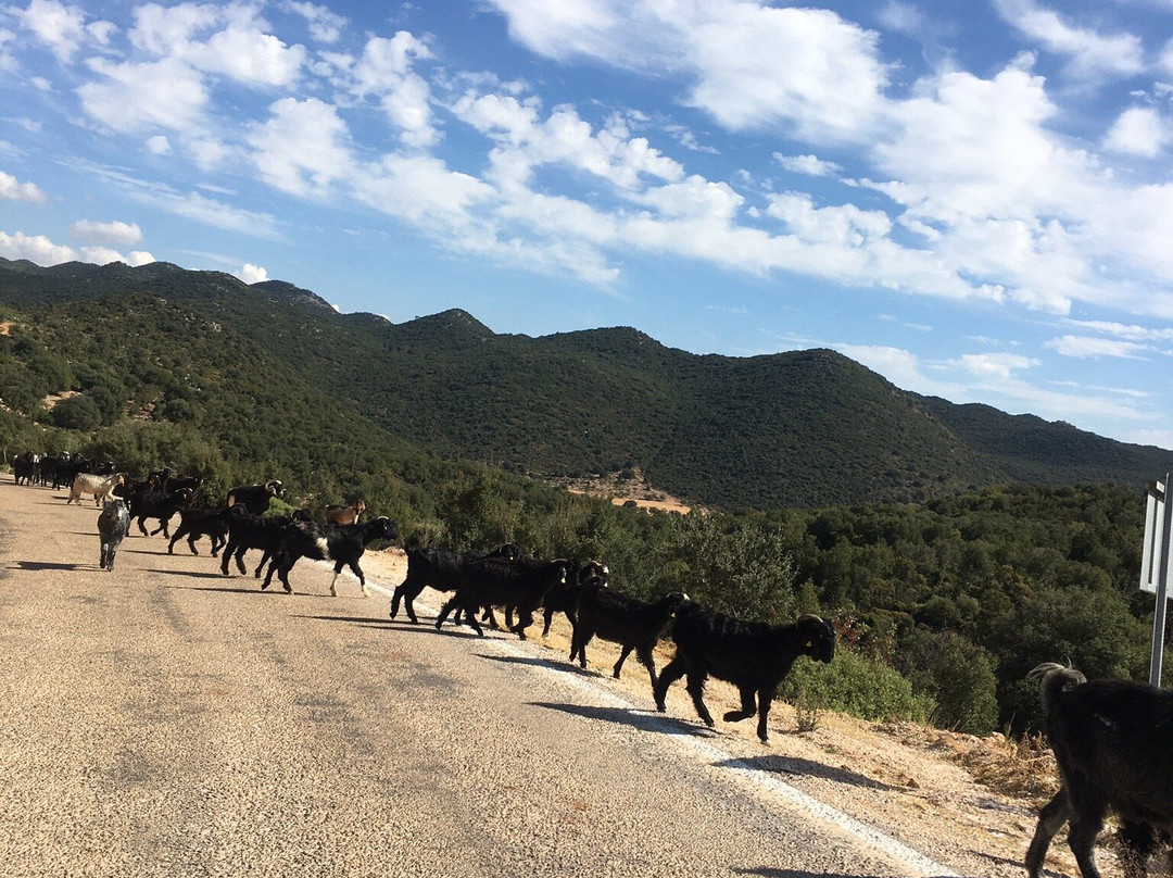 Kekova Tekne Turu景点图片