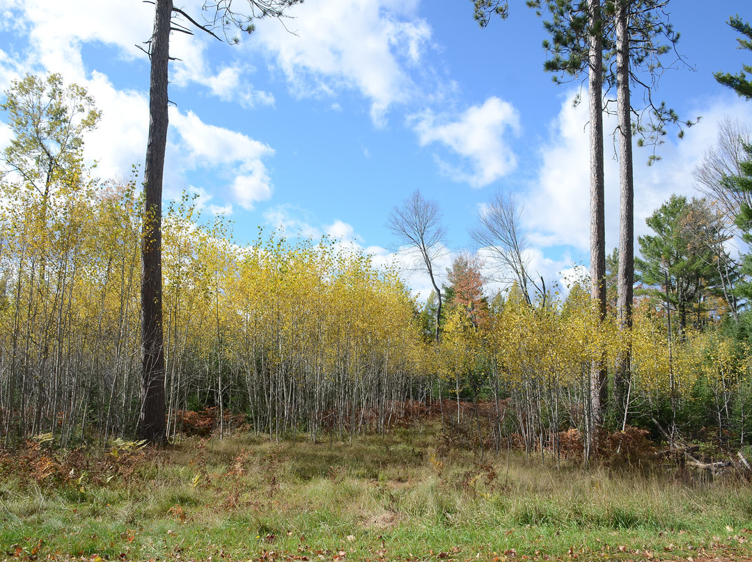 Hazelhurst旅游攻略图片