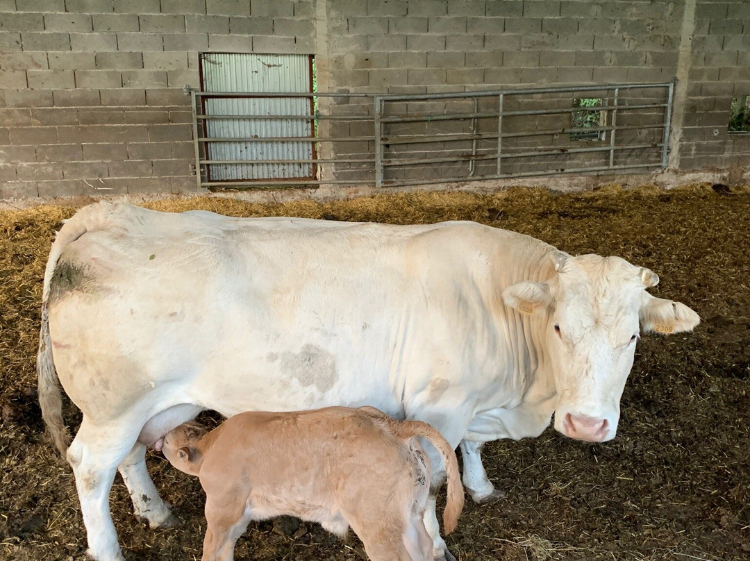 Udabe旅游攻略图片