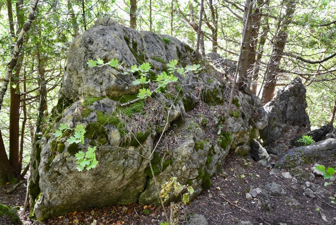 Old Baldy Conservation Area景点图片