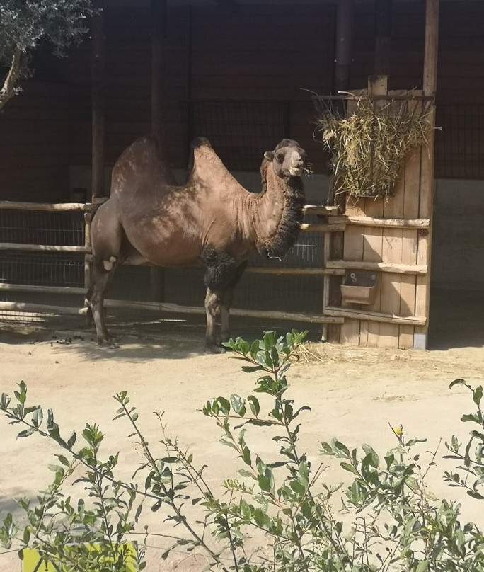 Zoo Delle Maitine景点图片