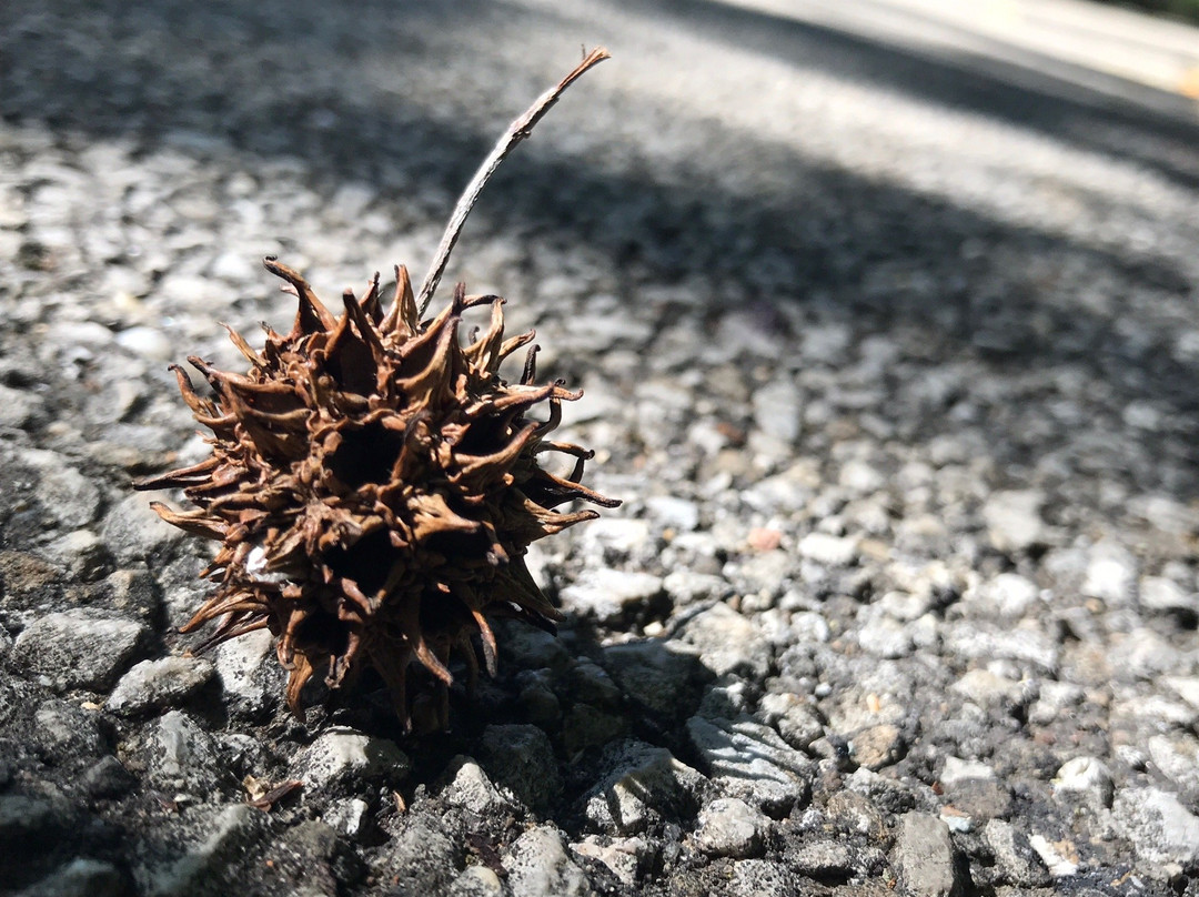 Mount Zion旅游攻略图片