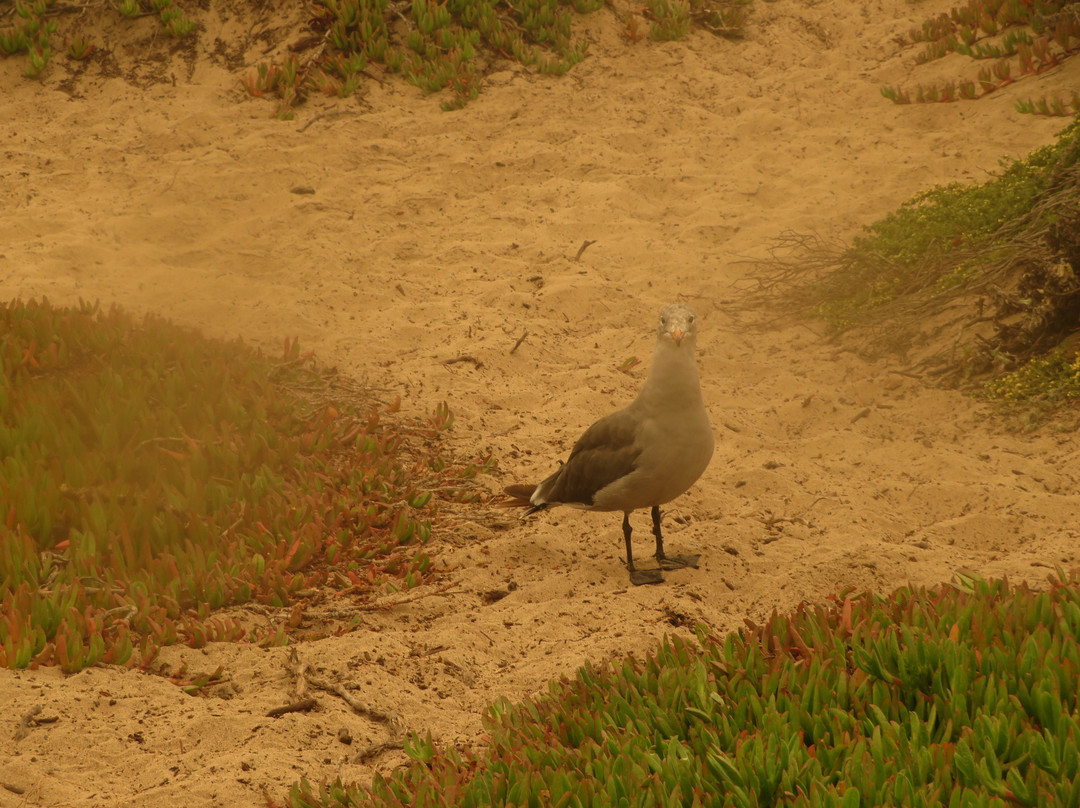 Venice Beach in Half Moon Bay-半月湾必去景点