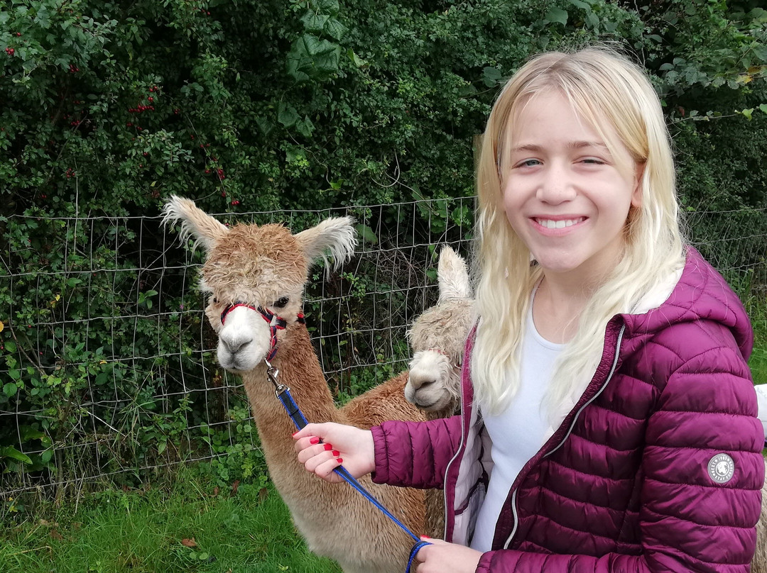 Popham Farm Alpaca Trekking-索尔塔什必去景点