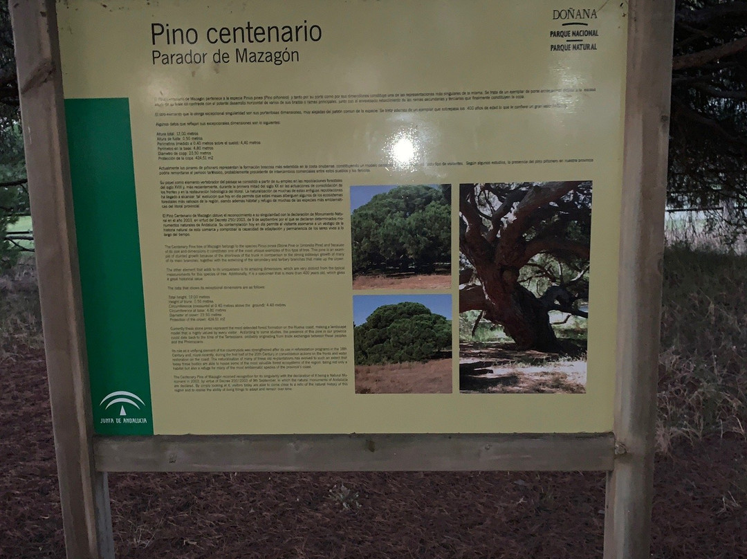 Pino Centenario景点图片