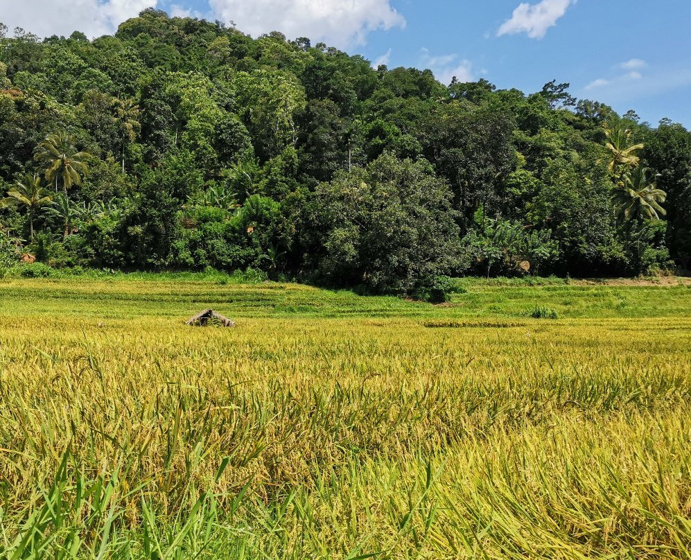 Kandy District旅游攻略图片