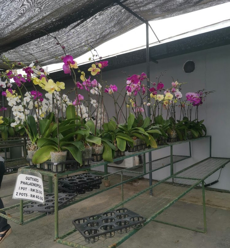 World Of Phalanopsis-Hulu Yam Lama必去景点